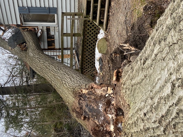 Root ball and trunk — massive ice storm damage